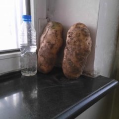 望奎土豆营养丰富,黑龙周广军诚信合作