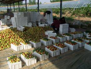 山东费县大量供应油桃