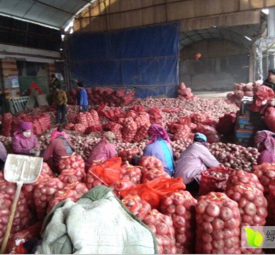 2016年山东金乡红皮洋葱价格