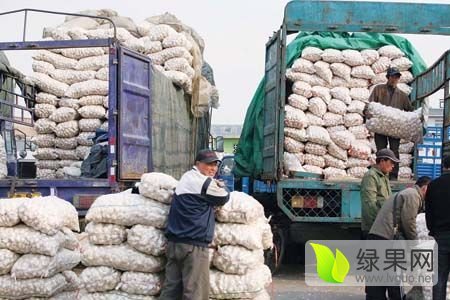 2016年山东金乡金乡大蒜价格