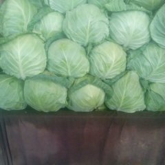 永年县南大堡王大军4月中甘21甘蓝