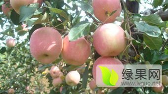 2016年安徽砀山红富士价格