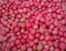 山东费县硬粉西红柿大量上市15615499625