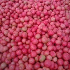 山东费县硬粉西红柿大量上市15615499625