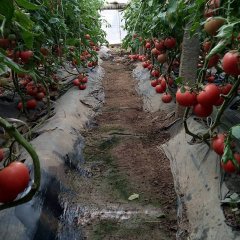 山东省临沂市费县胡阳西红柿