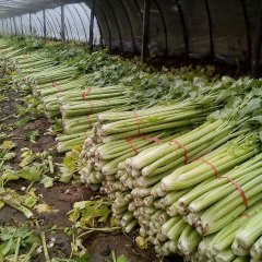 2016金乡芹菜再不来就没机会了！