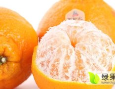 2016东坡柑橘再不来就没机会了！