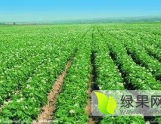 黑龙江北林尤金885土豆著名品牌