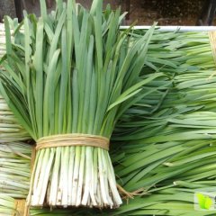 河南中牟平韭6号韭菜逐渐升温