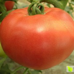 浙江平阳硬粉西红柿假一赔十