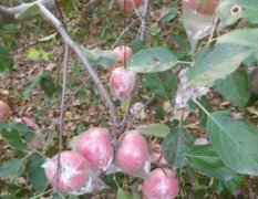 临猗东张荆富华12月红富士苹果