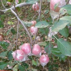 临猗东张荆富华12月红富士苹果
