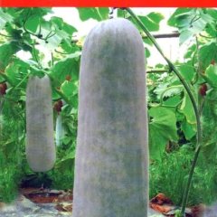 湖北嘉鱼邓自国 白星101冬瓜聚焦市场