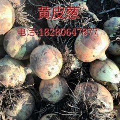 西昌礼州黄皮洋葱