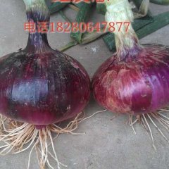 四川洋葱诚信代办