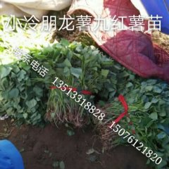 藁城常安王大林4月龙署九号红薯