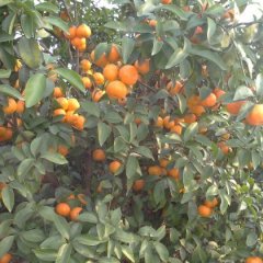 阳朔沙糖桔现有大量货源供应