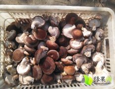 枣庄新鲜香菇，每天采摘
