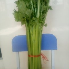 2016金乡芹菜价格波动不大