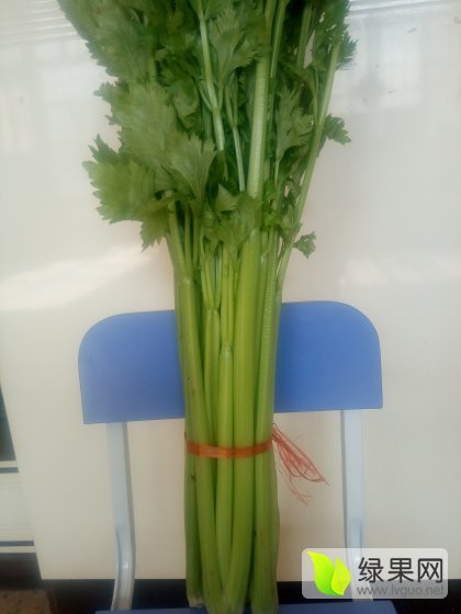 2016年山东金乡法国皇后价格