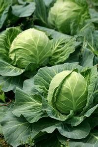 河北永年南大堡薛先生供应大量优质甘蓝