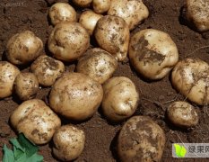 2016讷河土豆出售克新十三，尤金885品质优良