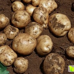2016讷河土豆出售克新十三，尤金885品质优良