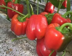 红圣达 红彩椒种子 五彩椒种子 高产菜椒