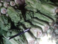 玉田白菜产销两旺,虹桥黄建宗诚信合作