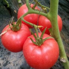 山东高青红日西红柿价格行情平稳