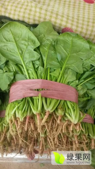 2017年河北永年大叶菠菜价格