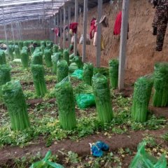 山东禹城美国西芹芹菜营养丰富