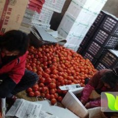 山东海阳瑞星西红柿绿色无公害