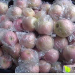 临猗孙吉王海英10月红富士苹果