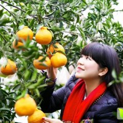 四川蒲江蒲江丑柑柑橘营养丰富