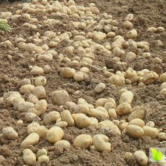 米脂土豆口感爽口,高渠常伟诚信合作