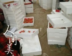 江苏邳州美国甜查理草莓著名品种