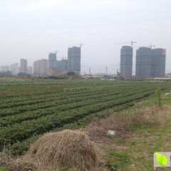福建飞桥紫叶香莴笋 大量可以出售