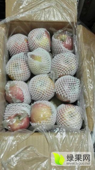 2016年山西永济红富士价格