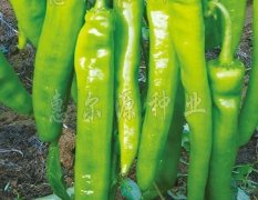 最长最大产量最高羊角椒