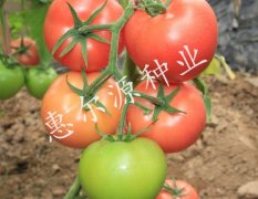 西格玛----越夏抗TY高产硬粉番茄首选