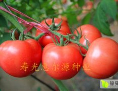 早春秋延极早熟精品硬粉番茄