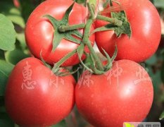 贝塔一号----高抗TY耐低温极早熟硬粉番茄