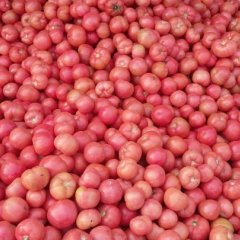 郯城西红柿名扬天下,红花徐春晖诚信合作