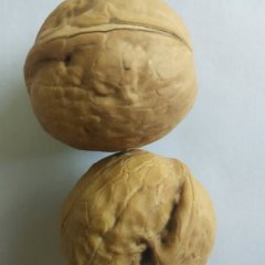 陕西商南商南核桃聚焦市场