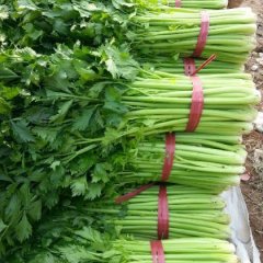 章丘仪张高燕9月章丘鲍芹芹菜