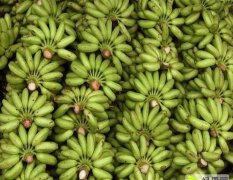 广东香蕉最大北运基地 粉蕉龙牙蕉香牙蕉 批发