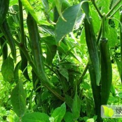 广东雷州301辣椒口感爽口