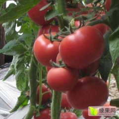 广西田东硬粉西红柿口感爽口