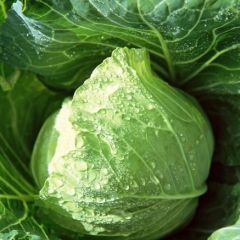 当阳其他蔬菜价格适宜,育溪张生诚信合作